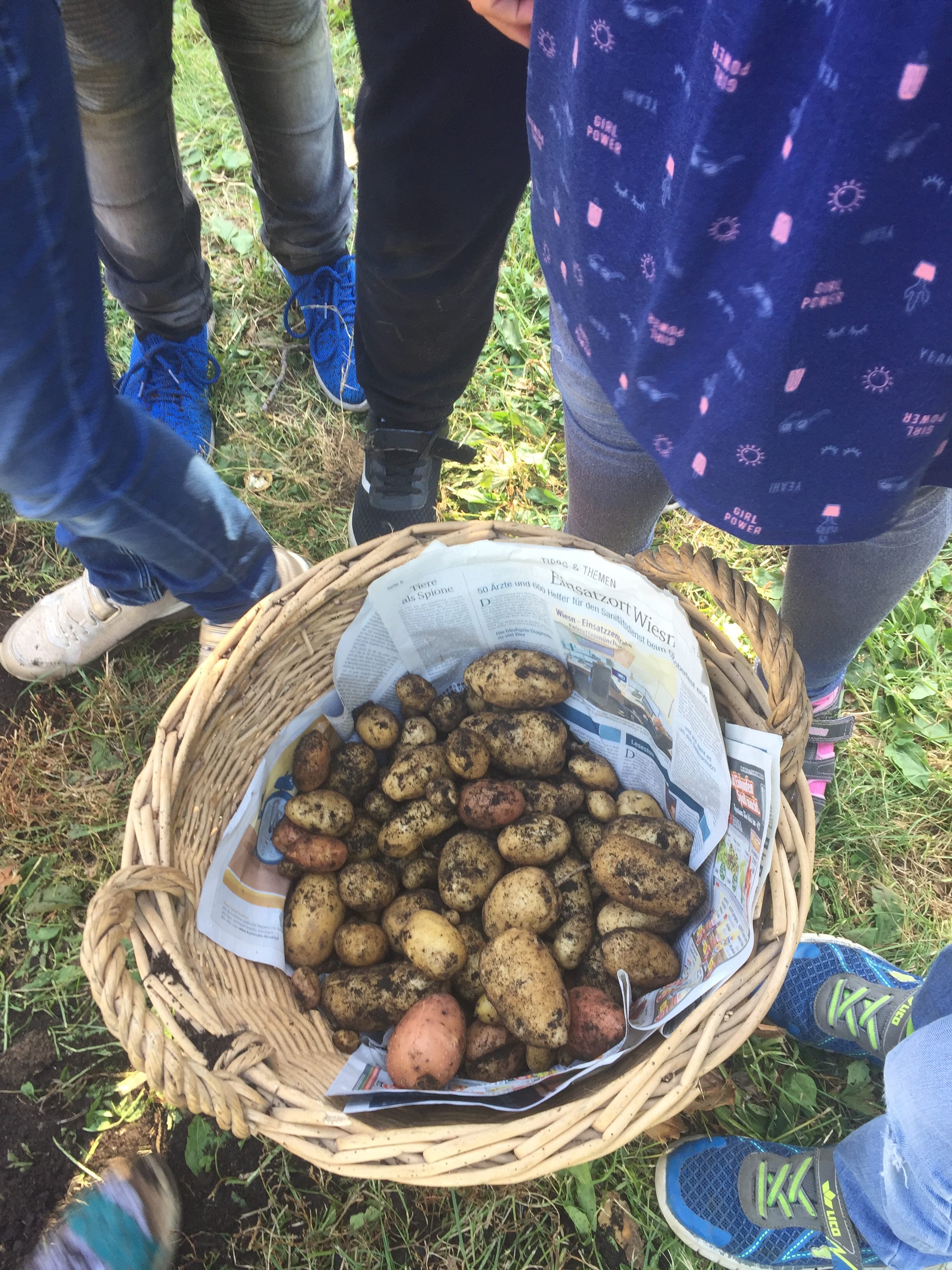 Kartoffelernte der 4. Klasse mit dem Obst- und Gartenbauverein